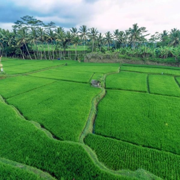 rice fields ubud bali